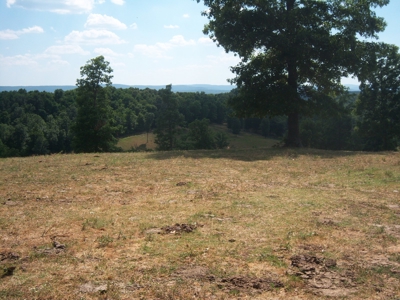 Working Cattle Farm - image 3