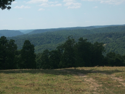 Working Cattle Farm - image 9