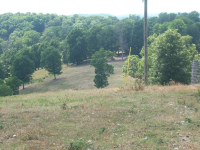 Working Cattle Farm - image 8