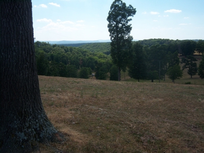 Working Cattle Farm - image 6