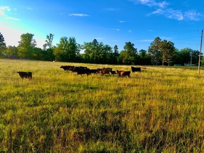 20 acre homestead/farm in Ellington - image 46