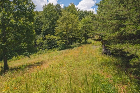 Recreational Land for Sale in Woolwine VA - image 6