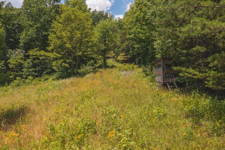 Recreational Land for Sale in Woolwine VA - image 7