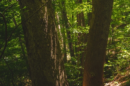 Recreational Land for Sale in Woolwine VA - image 5