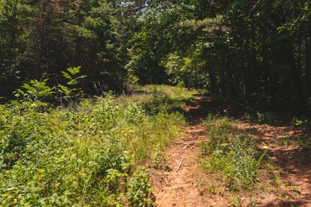 Recreational Land for Sale in Woolwine VA - image 25