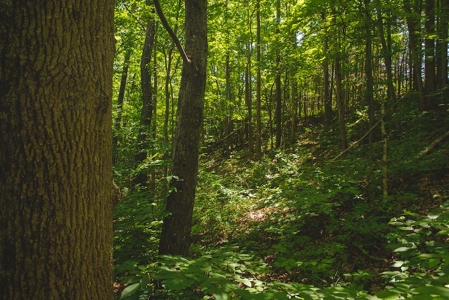 Recreational Land for Sale in Woolwine VA - image 4