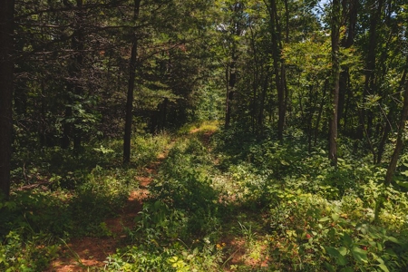 Recreational Land for Sale in Woolwine VA - image 26
