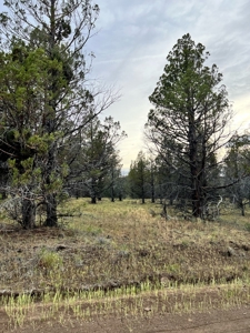Vacant Land for Sale in Modoc Co. - image 2