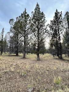 Vacant Land for Sale in Modoc Co. - image 4