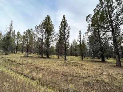 Vacant Land for Sale in Modoc Co. - image 5
