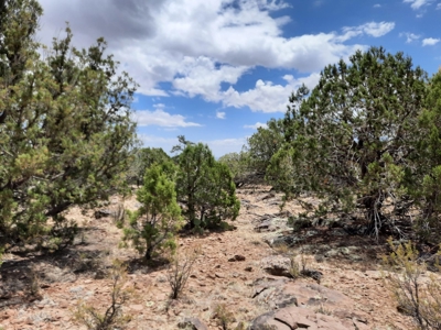 Ultimate Hunting Property - image 11