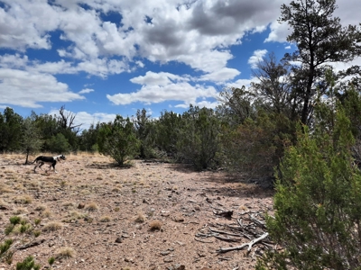 Ultimate Cabin Site - image 4