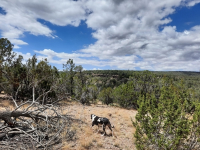 Ultimate Cabin Site - image 7
