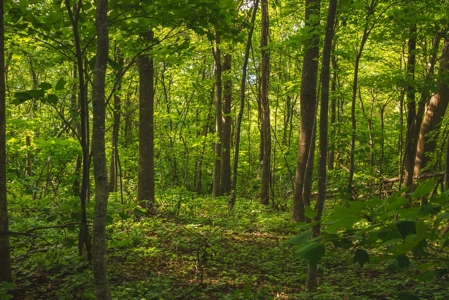 Building Land for Sale in Franklin County VA! - image 3