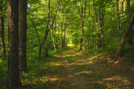 Building Land for Sale in Franklin County VA! - image 5