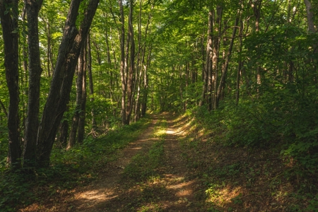Building Land for Sale in Franklin County VA! - image 12