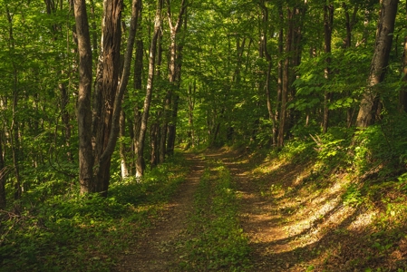 Building Land for Sale in Franklin County VA! - image 4