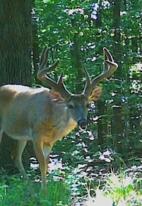 Dent County Missouri Hunting Land For Sale, Timberland, Farm - image 22