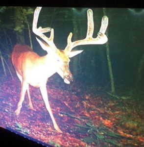 Dent County Missouri Hunting Land For Sale, Timberland, Farm - image 21