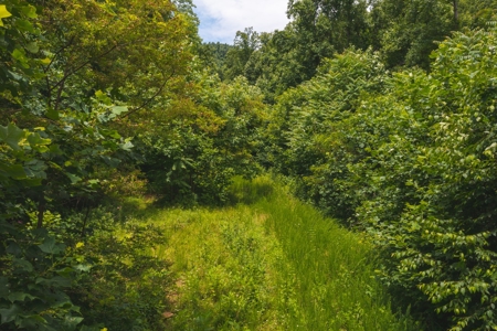 Recreational Land for Sale in Stuart VA! - image 7