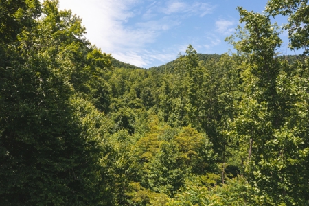Recreational Land for Sale in Stuart VA! - image 6