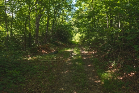 Recreational Land for Sale in Stuart VA! - image 10
