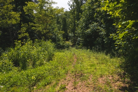 Recreational Land for Sale in Stuart VA! - image 16