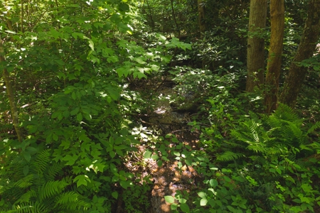 Recreational Land for Sale in Stuart VA! - image 12