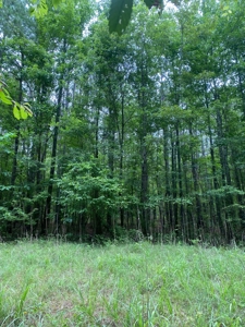 Land for Sale - Sturgis West Point Rd, Sturgis, MS - 126ac - image 10