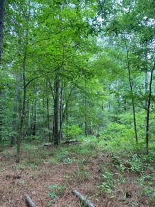 Land for Sale - Sturgis West Point Rd, Sturgis, MS - 126ac - image 3