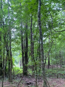 Land for Sale - Sturgis West Point Rd, Sturgis, MS - 126ac - image 8