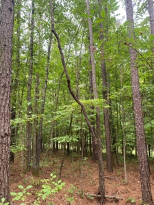 Land for Sale - Sturgis West Point Rd, Sturgis, MS - 126ac - image 4