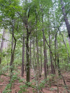 Land for Sale - Sturgis West Point Rd, Sturgis, MS - 126ac - image 6