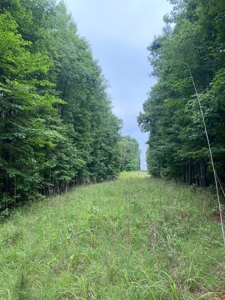 Land for Sale - Sturgis West Point Rd, Sturgis, MS - 126ac - image 5