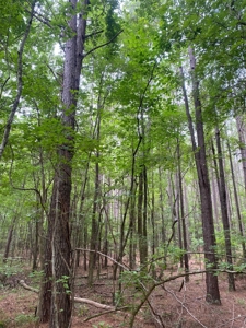 Land for Sale - Sturgis West Point Rd, Sturgis, MS - 126ac - image 7
