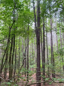 Land for Sale - Sturgis West Point Rd, Sturgis, MS - 126ac - image 9