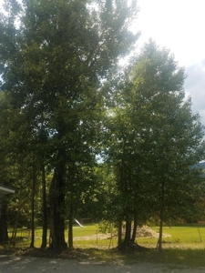 Charming Cabin In Noxon Montana For Sale - image 2
