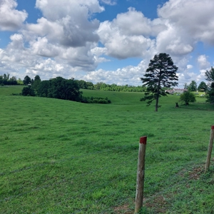 Farm for sale 142 Jones Knob Rd,  Deer Lodge TN 37726 - image 42