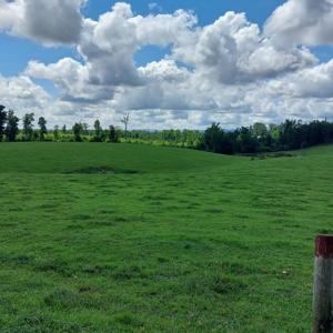 Farm for sale 142 Jones Knob Rd,  Deer Lodge TN 37726 - image 41