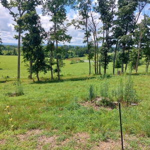 Farm for sale 142 Jones Knob Rd,  Deer Lodge TN 37726 - image 27