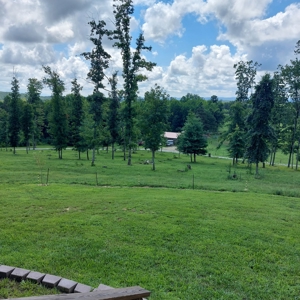 Farm for sale 142 Jones Knob Rd,  Deer Lodge TN 37726 - image 21