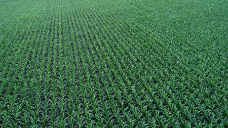 Tama County Iowa Farmland Auction - image 14