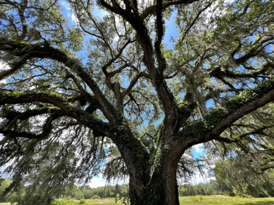 Rare Find! Old Town Florida! - image 30