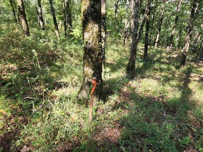 Kiamichi Mountain Recreational Property - Adjoining National - image 2