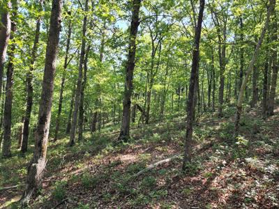 Kiamichi Mountain Recreational Property - Adjoining National - image 6