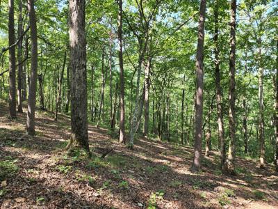 Kiamichi Mountain Recreational Property - Adjoining National - image 8