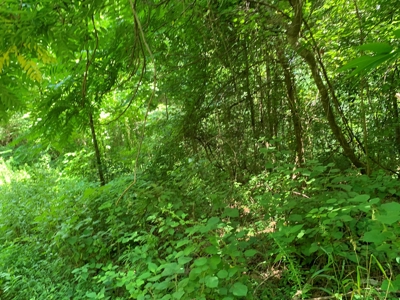 East Tennessee Woodland for Sale - image 9