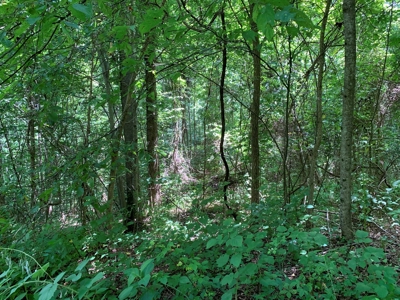 East Tennessee Woodland for Sale - image 2