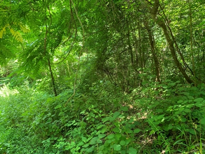 East Tennessee Woodland for Sale - image 8