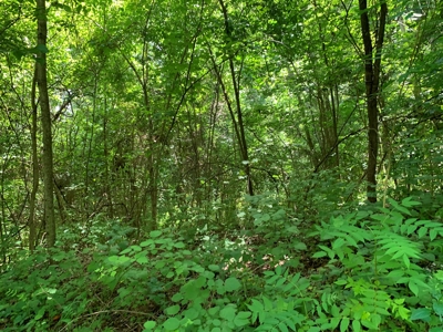 East Tennessee Woodland for Sale - image 6
